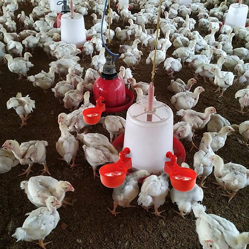 Automatic Poultry Waterer Auto Chicken Water Drinker Cup